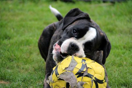 Boxer Dog's Chew Toy