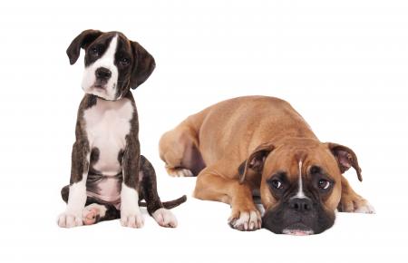 Boxer dogs