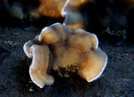 Bracket fungi (4)