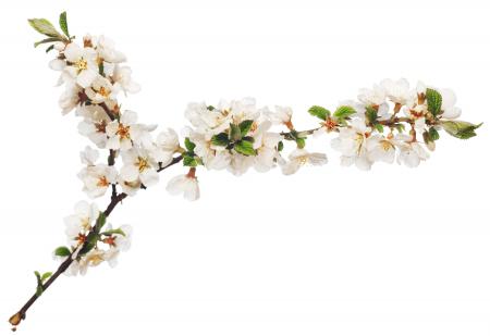 branch with flowers