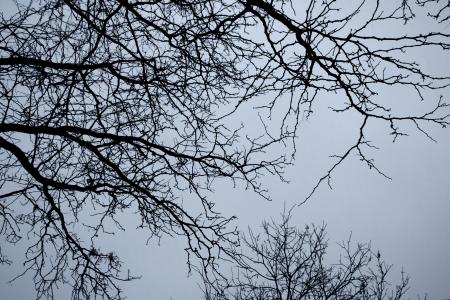 winter tree branches