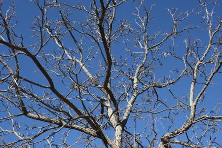 Sky & trees