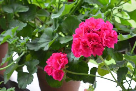 Branches of Geranium