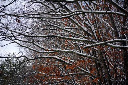 Branches weighed down by snow