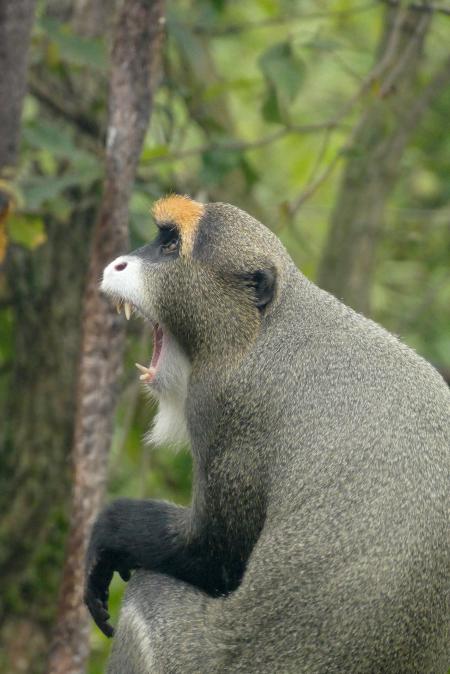 Brassa meerkat hannover