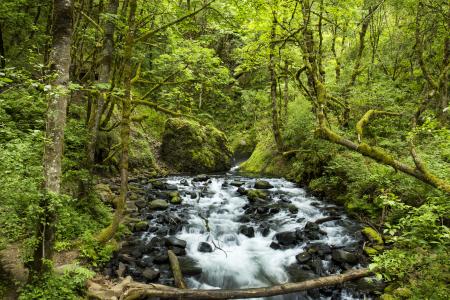 Bridal Veil Falls Hiking Trail, Oregon