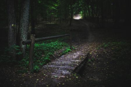 Bridge in the forest II