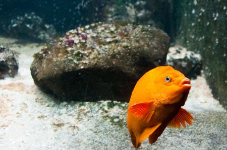 bright orange fish