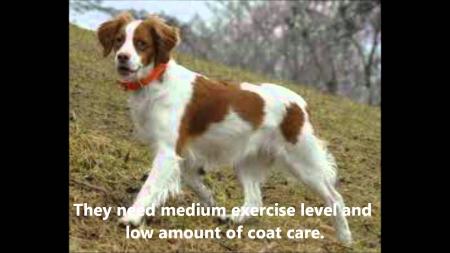 Brittany Spaniel