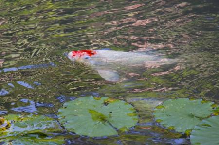 Brocade Carp