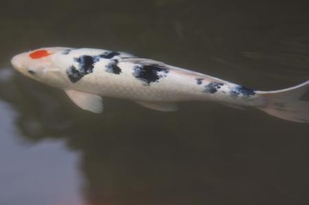 Brocade Carp