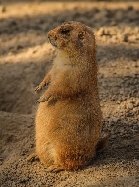 Brown 4 Legged Mammal Standing on Gray Sand during Daytime