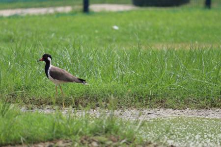 Brown and Black Bird on Grass