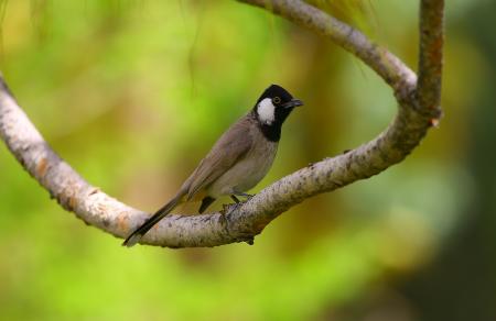 Brown and Black Bird on Tree Trunk