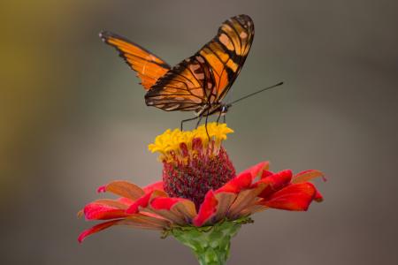 Brown and Black Butterfly Perched on Yellow and Red Petaled Flower Closeup Photography