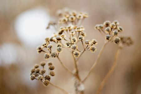 Brown and Black Flower Close Up Photo