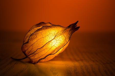 Brown and Black Lighted Flower Bud