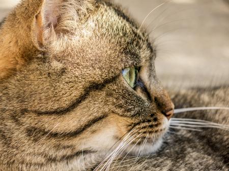 Brown and Black Short Coat Cat