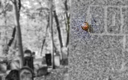 Brown and Black Snail Crawling on Wall