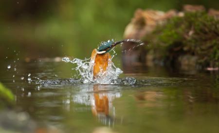 Brown and Blue Bird on Body of Water Closeup Photography