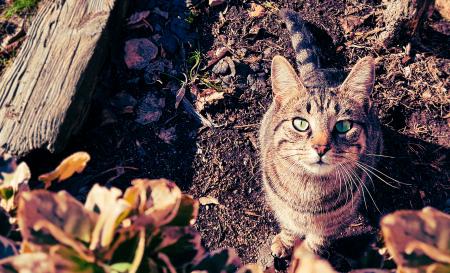 Brown and Gray Tabby Cat