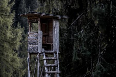 Brown and Gray Wooden Tree House Near Trees