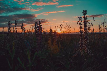 Brown and Green Grass during Sunset