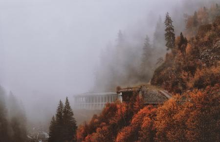 Brown and Green Leaved Trees Covered With Fog