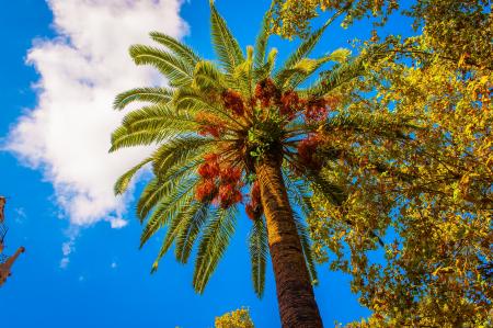 Brown and Green Palm Tree