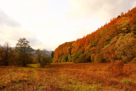 Brown and Green Trees