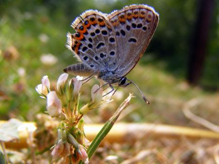 Brown and Orange Butterfly