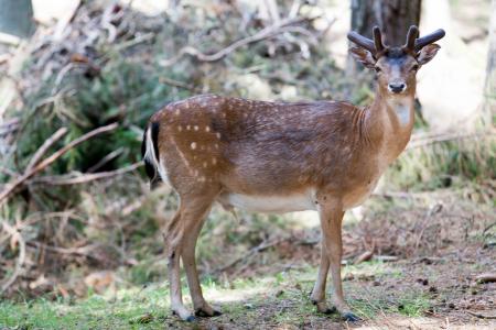 Brown and White 4 Legged Animal