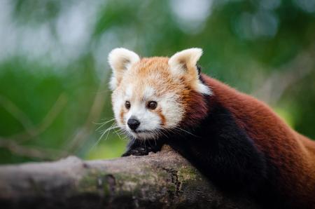 Brown and White Animal Lying on Tree