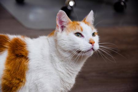 Brown and White Cat