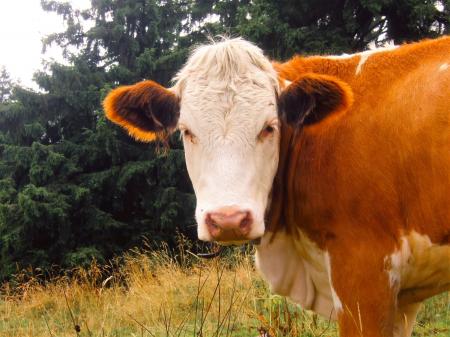 Brown and White Cow