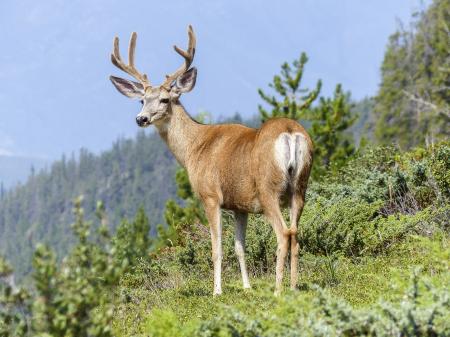 Brown and White Deer on the Green Mountain during Daytime