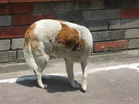 Brown and White Dog