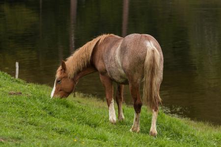 Brown and White Foot Horse