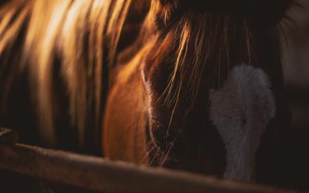 Brown and White Horse