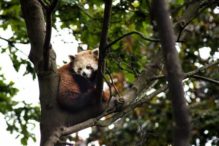 Brown and White Koala on a Tree