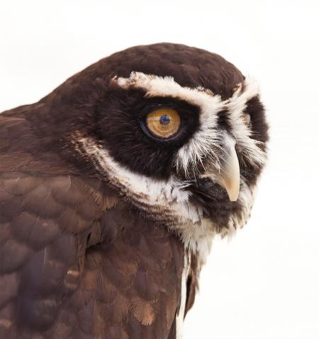 Brown and White Owl