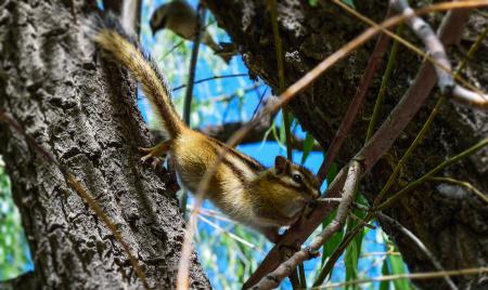 Brown and White Squirrel on Brown Tree Branch