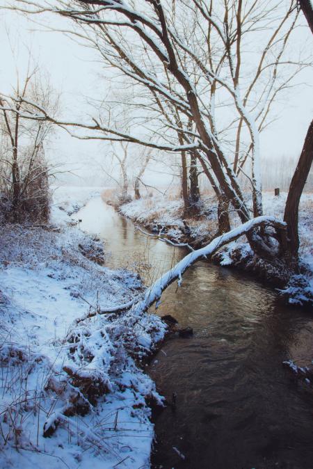 Brown Bare Tree Near River Covered in Snow