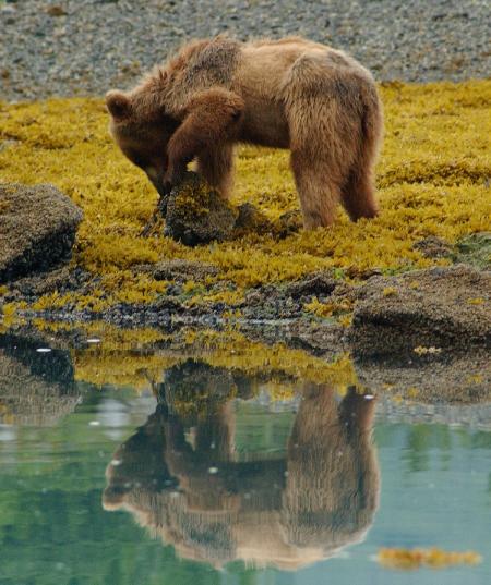 Brown Bear