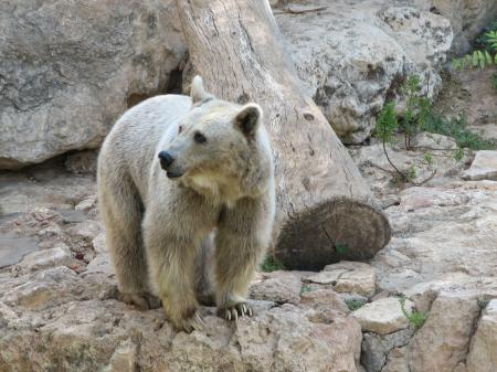 Brown Bear