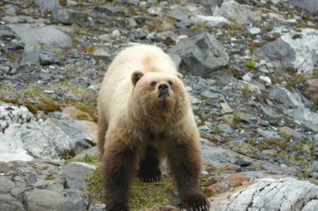 Brown Bear