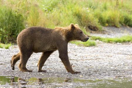 Brown Bear