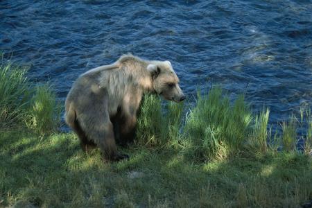 Brown Bear Hunting