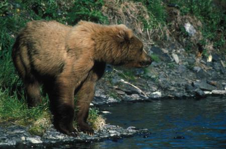 Brown Bear Hunting