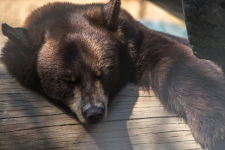 Brown Bear on Wooden Board